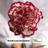 Carnation Seeds Dianthus - 30 Seeds, Cold Hardy, Drought Resistant, Colorful Garden Flowers - Image 1