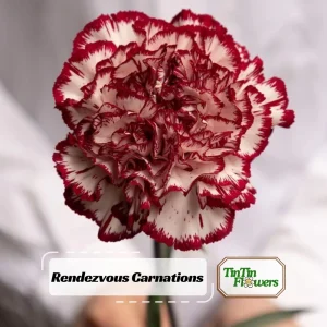 Carnation Seeds Dianthus - 30 Seeds, Cold Hardy, Drought Resistant, Colorful Garden Flowers - Image 1