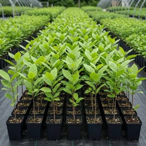 Carolina Allspice Live Plant – Calycanthus Floridus Sweetshrub Bush, 6-18" Tall, Quart Pot, Hardy Outdoor - Image 2