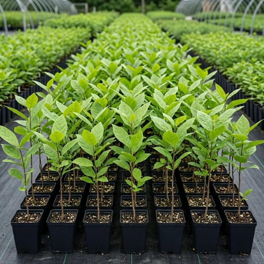 Carolina Allspice Live Plant – Calycanthus Floridus Sweetshrub Bush, 6-18" Tall, Quart Pot, Hardy Outdoor - Image 2