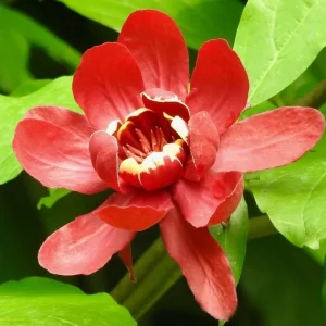 Carolina Allspice Live Plant – Calycanthus Floridus Sweetshrub Bush, 6-18" Tall, Quart Pot, Hardy Outdoor - Image 4