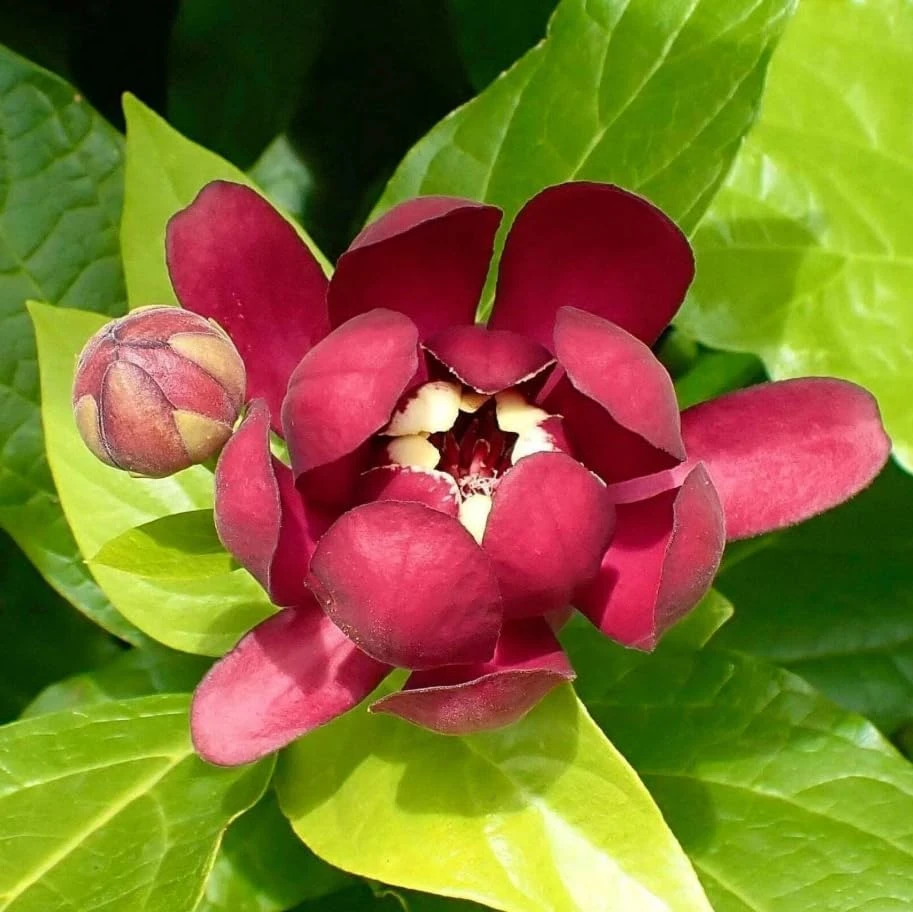 Carolina Allspice Live Plant – Calycanthus Floridus Sweetshrub Bush, 6-18" Tall, Quart Pot, Hardy Outdoor - Image 5