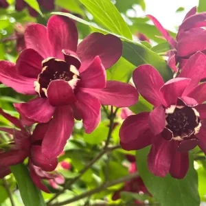 Carolina Allspice Live Plant – Calycanthus Floridus Sweetshrub Bush, 6-18" Tall, Quart Pot, Hardy Outdoor - Image 6