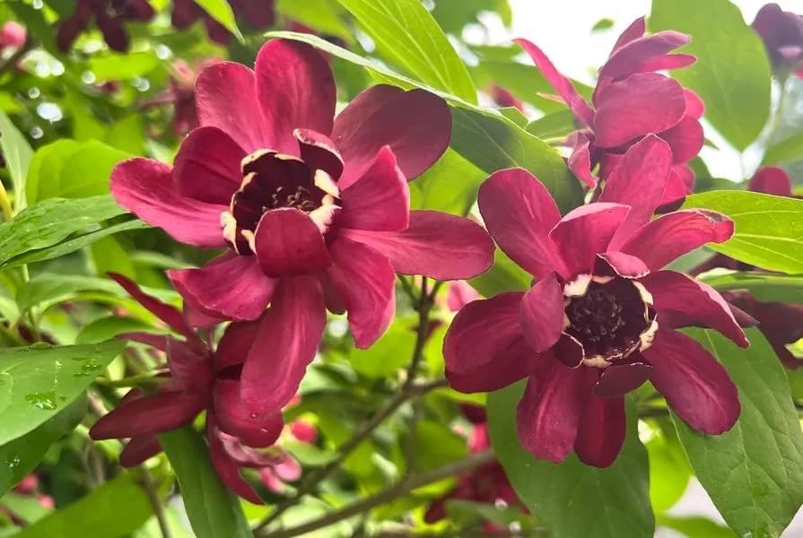 Carolina Allspice Live Plant – Calycanthus Floridus Sweetshrub Bush, 6-18" Tall, Quart Pot, Hardy Outdoor - Image 6