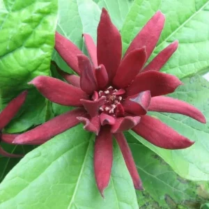 Carolina Allspice Live Plant – Calycanthus Floridus Sweetshrub Bush, 6-18" Tall, Quart Pot, Hardy Outdoor - Image 7