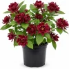 Carolina Allspice Live Plant – Calycanthus Floridus Sweetshrub Bush, 6-18" Tall, Quart Pot, Hardy Outdoor - Image 1