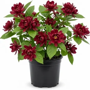 Carolina Allspice Live Plant – Calycanthus Floridus Sweetshrub Bush, 6-18" Tall, Quart Pot, Hardy Outdoor - Image 1