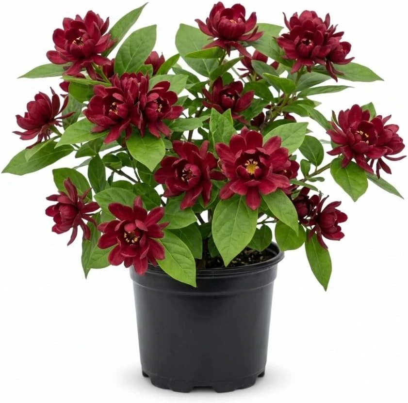 Carolina Allspice Live Plant – Calycanthus Floridus Sweetshrub Bush, 6-18" Tall, Quart Pot, Hardy Outdoor - Image 1
