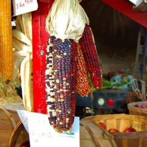 Carousel Ornamental Corn Seeds - Multicolored Indian Corn - Heirloom Variety - 20 Seeds - Image 2