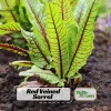 Carousel Ornamental Corn Seeds - Multicolored Indian Corn - Heirloom Variety - 20 Seeds - Image 1