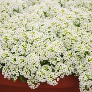 Carpet of Snow Alyssum Seeds - 30 Seeds - Cold Resistant, Open-Pollinating - Image 10