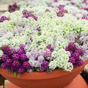 Carpet of Snow Alyssum Seeds - 30 Seeds - Cold Resistant, Open-Pollinating - Image 11