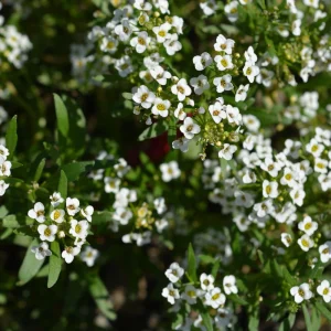 Carpet of Snow Alyssum Seeds - 30 Seeds - Cold Resistant, Open-Pollinating - Image 12