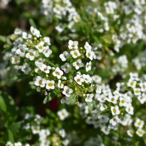 Carpet of Snow Alyssum Seeds - 30 Seeds - Cold Resistant, Open-Pollinating - Image 13