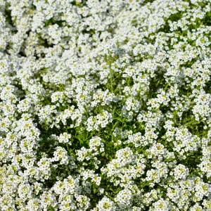 Carpet of Snow Alyssum Seeds - 30 Seeds - Cold Resistant, Open-Pollinating - Image 14