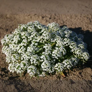 Carpet of Snow Alyssum Seeds - 30 Seeds - Cold Resistant, Open-Pollinating - Image 2