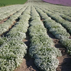 Carpet of Snow Alyssum Seeds - 30 Seeds - Cold Resistant, Open-Pollinating - Image 3