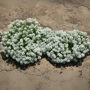 Carpet of Snow Alyssum Seeds - 30 Seeds - Cold Resistant, Open-Pollinating - Image 4