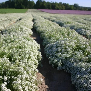 Carpet of Snow Alyssum Seeds - 30 Seeds - Cold Resistant, Open-Pollinating - Image 5