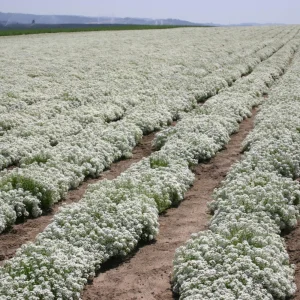 Carpet of Snow Alyssum Seeds - 30 Seeds - Cold Resistant, Open-Pollinating - Image 6