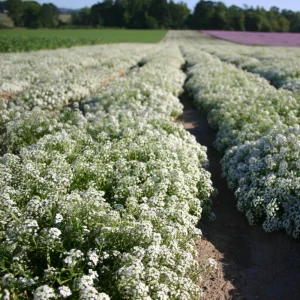 Carpet of Snow Alyssum Seeds - 30 Seeds - Cold Resistant, Open-Pollinating - Image 7