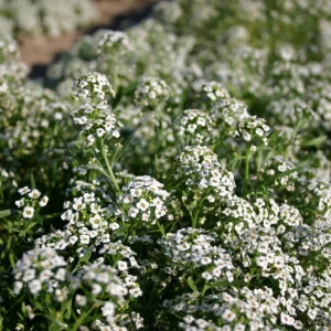 Carpet of Snow Alyssum Seeds - 30 Seeds - Cold Resistant, Open-Pollinating - Image 8