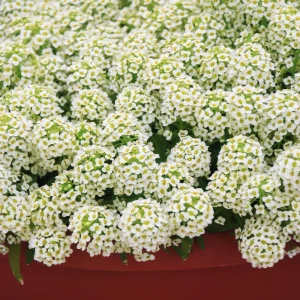 Carpet of Snow Alyssum Seeds - 30 Seeds - Cold Resistant, Open-Pollinating - Image 9