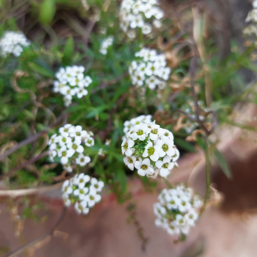 Carpet of Snow Sweet Alyssum Seeds - Lobularia maritima - Fragrant White Flowers - Image 10