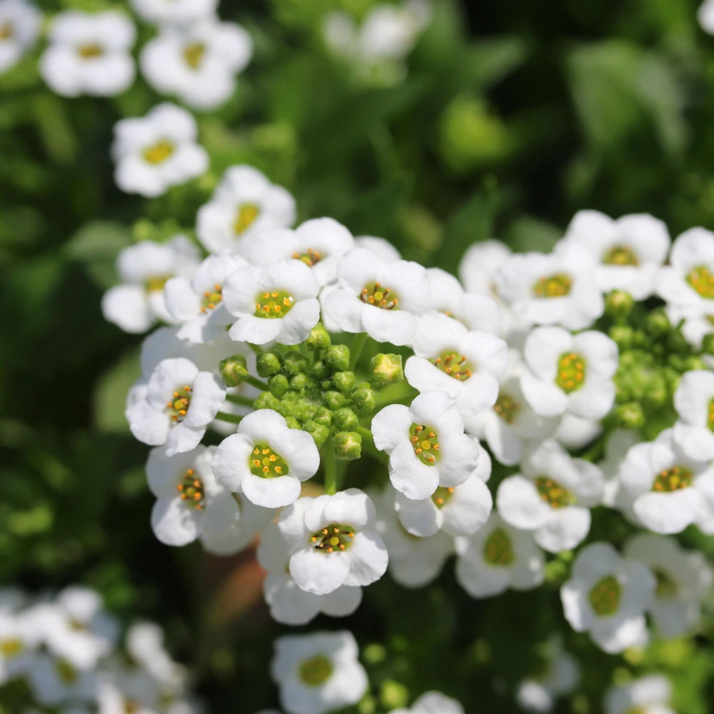 Carpet of Snow Sweet Alyssum Seeds - Lobularia maritima - Fragrant White Flowers - Image 11