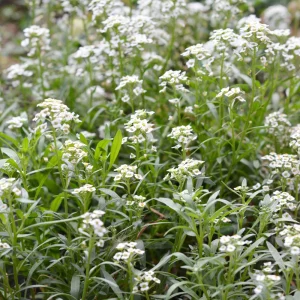 Carpet of Snow Sweet Alyssum Seeds - Lobularia maritima - Fragrant White Flowers - Image 2