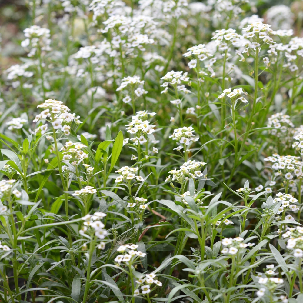 Carpet of Snow Sweet Alyssum Seeds - Lobularia maritima - Fragrant White Flowers - Image 2
