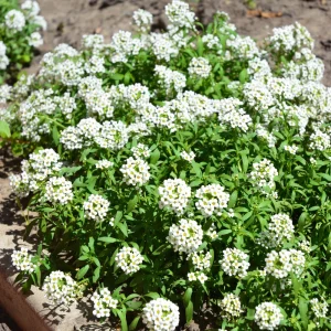 Carpet of Snow Sweet Alyssum Seeds - Lobularia maritima - Fragrant White Flowers - Image 3