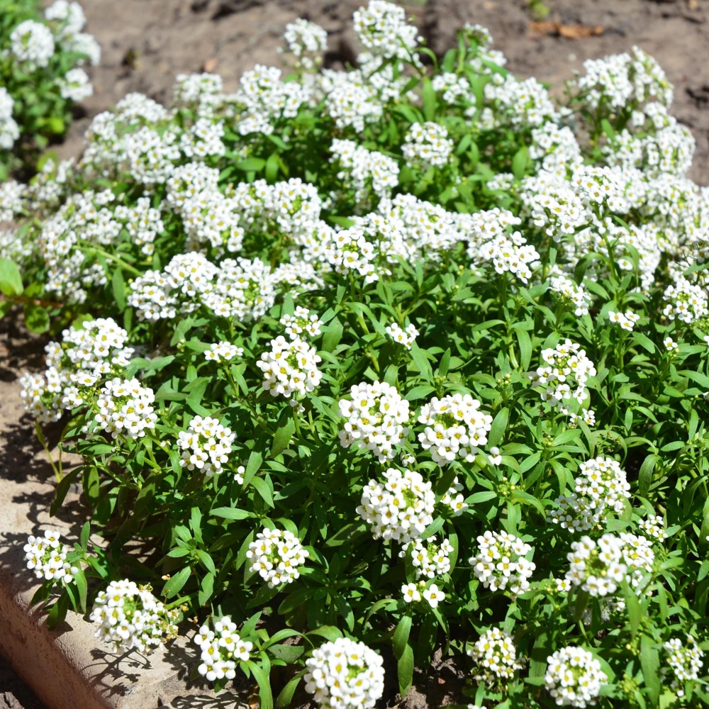 Carpet of Snow Sweet Alyssum Seeds - Lobularia maritima - Fragrant White Flowers - Image 3