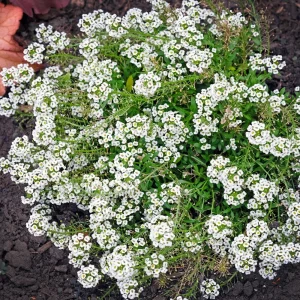 Carpet of Snow Sweet Alyssum Seeds - Lobularia maritima - Fragrant White Flowers - Image 4