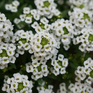 Carpet of Snow Sweet Alyssum Seeds - Lobularia maritima - Fragrant White Flowers - Image 5