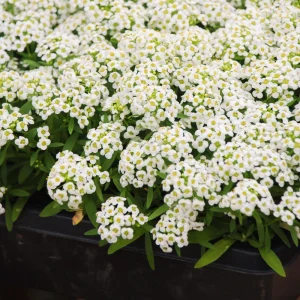 Carpet of Snow Sweet Alyssum Seeds - Lobularia maritima - Fragrant White Flowers - Image 6