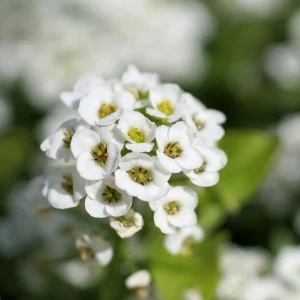 Carpet of Snow Sweet Alyssum Seeds - Lobularia maritima - Fragrant White Flowers - Image 7