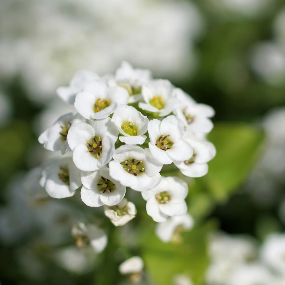 Carpet of Snow Sweet Alyssum Seeds - Lobularia maritima - Fragrant White Flowers - Image 7