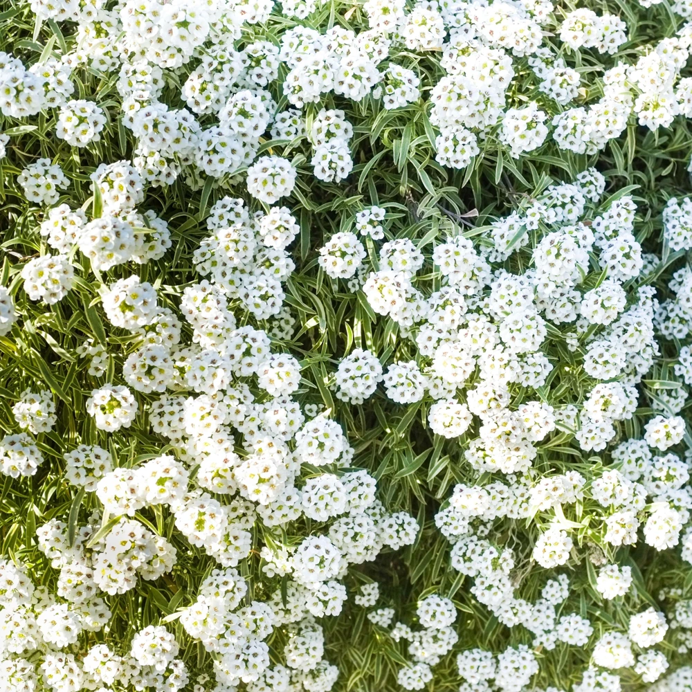 Carpet of Snow Sweet Alyssum Seeds - Lobularia maritima - Fragrant White Flowers - Image 8