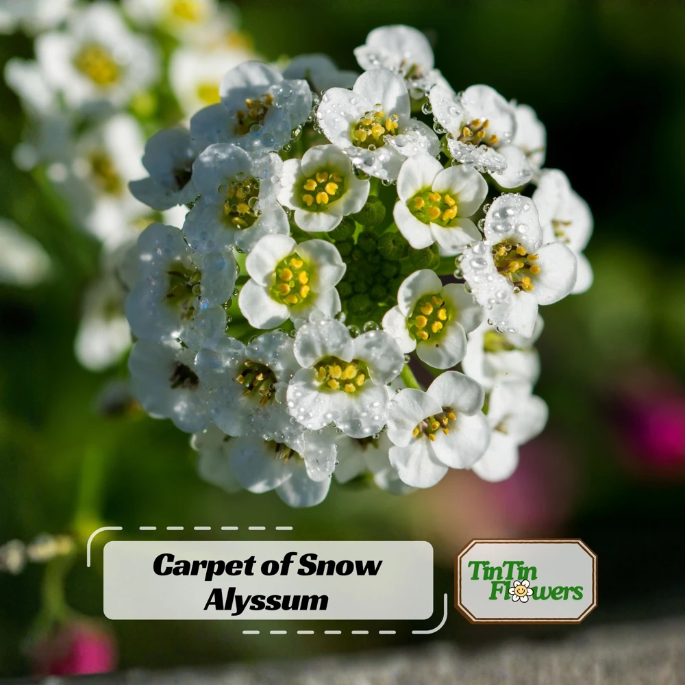 Carpet of Snow Sweet Alyssum Seeds - Lobularia maritima - Fragrant White Flowers - Image 1