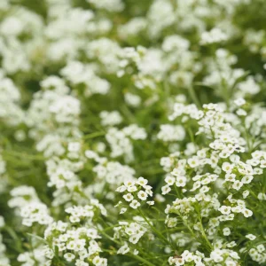 Carpet of Snow Sweet Alyssum Seeds - Lobularia maritima - Fragrant White Flowers - Image 9