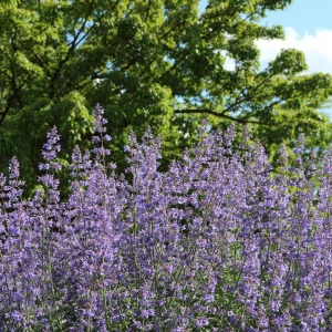 Catmint Seeds - Nepeta × faassenii - Perennial Herb Flower Seeds - 20 Seeds - Image 10