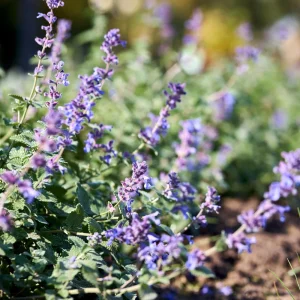 Catmint Seeds - Nepeta × faassenii - Perennial Herb Flower Seeds - 20 Seeds - Image 2