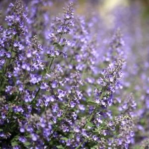 Catmint Seeds - Nepeta × faassenii - Perennial Herb Flower Seeds - 20 Seeds - Image 3