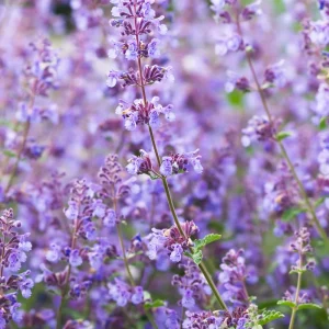 Catmint Seeds - Nepeta × faassenii - Perennial Herb Flower Seeds - 20 Seeds - Image 4