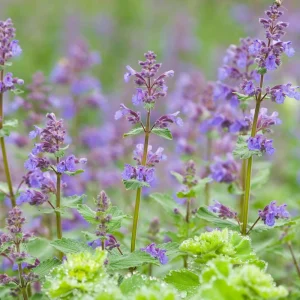 Catmint Seeds - Nepeta × faassenii - Perennial Herb Flower Seeds - 20 Seeds - Image 5