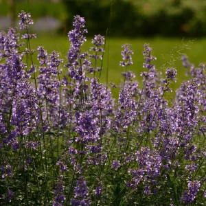 Catmint Seeds - Nepeta × faassenii - Perennial Herb Flower Seeds - 20 Seeds - Image 6