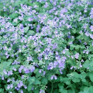 Catmint Seeds - Nepeta × faassenii - Perennial Herb Flower Seeds - 20 Seeds - Image 7