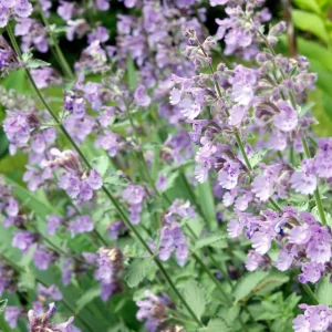 Catmint Seeds - Nepeta × faassenii - Perennial Herb Flower Seeds - 20 Seeds - Image 8