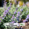 Catmint Seeds - Nepeta × faassenii - Perennial Herb Flower Seeds - 20 Seeds - Image 1